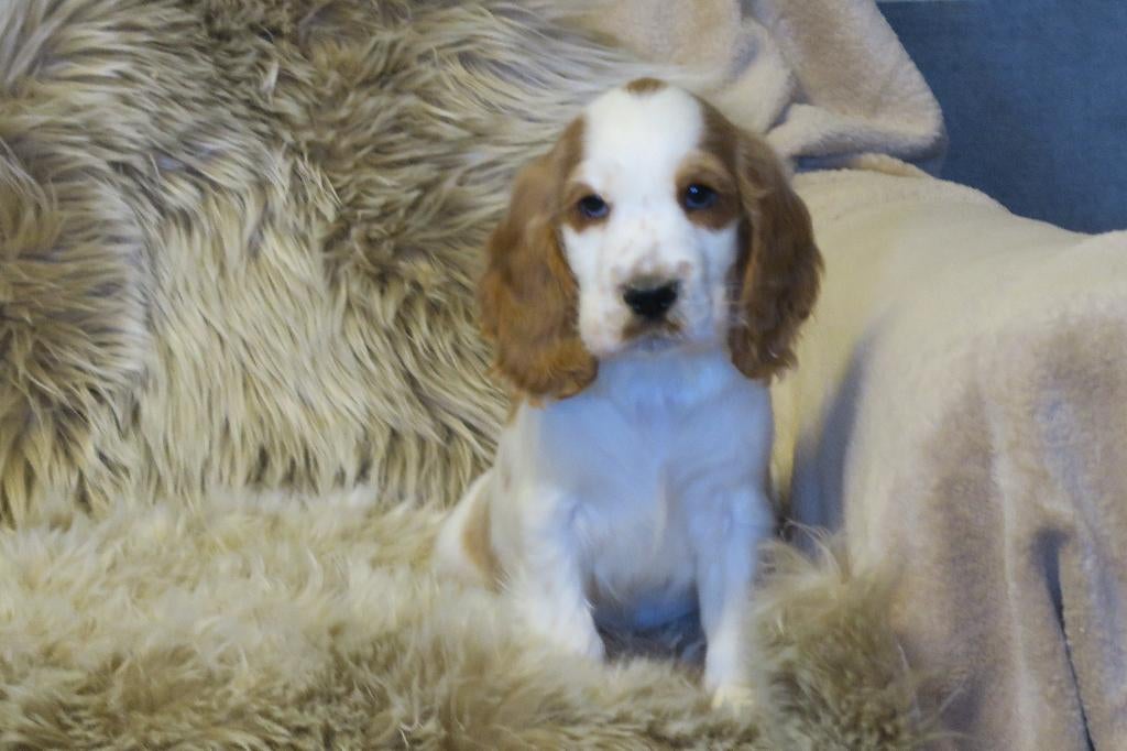 Prachtige Engelse Cocker Spaniel pup reutje, Parvo, Nederland, Reu, 8 tot 15 weken