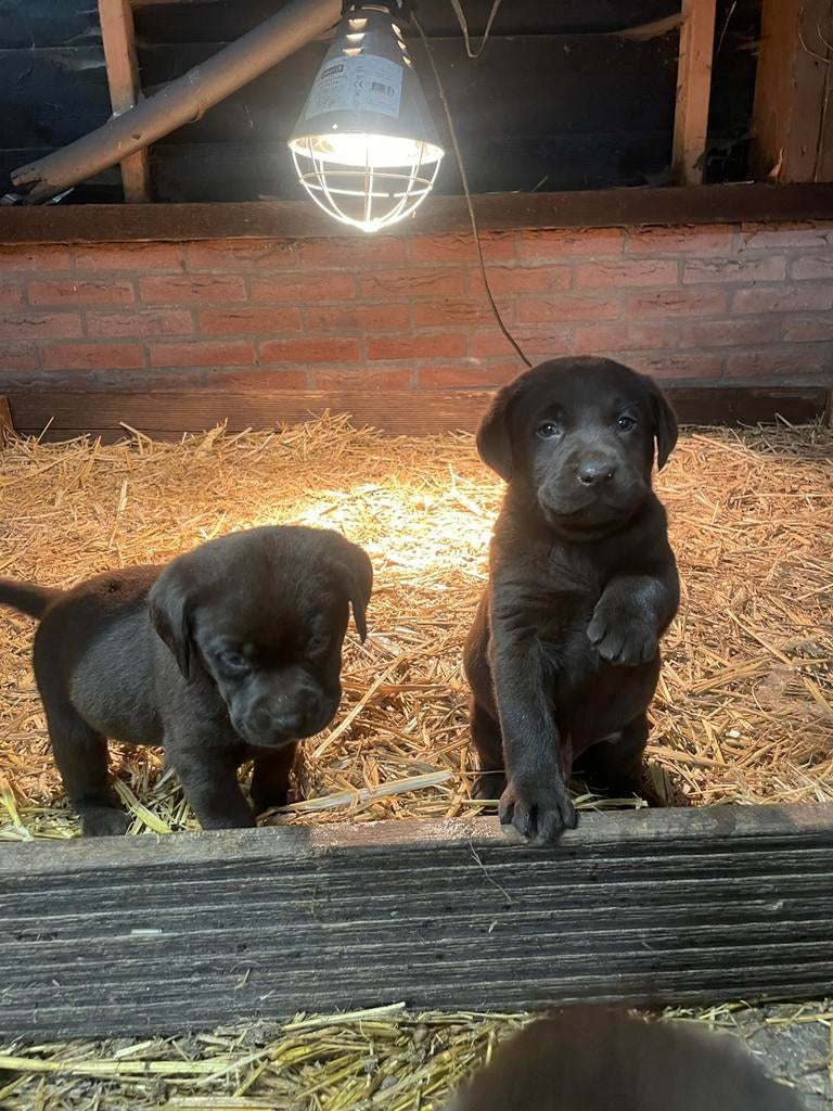 Prachtige labrador pups, Dieren en Toebehoren, Honden | Retrievers, Spaniëls en Waterhonden, Parvo, 8 tot 15 weken, Labrador retriever