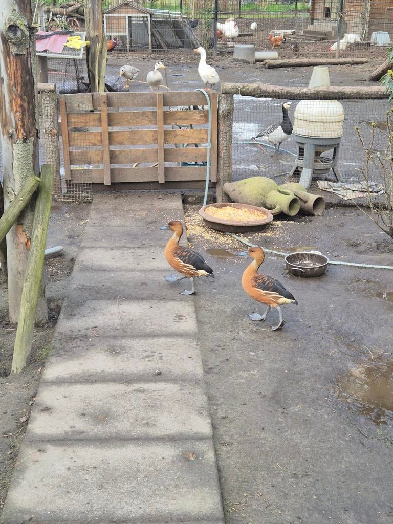 5 boomeenden fluiteenden, Dieren en Toebehoren, Meerdere dieren, Eend