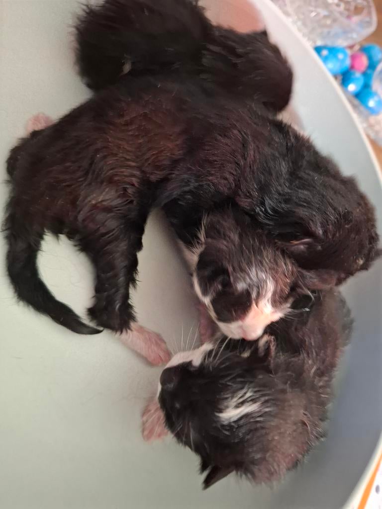 Zwart witte kittens 7 april 2026, Dieren en Toebehoren, Katten en Kittens | Overige Katten, Geslacht onbekend, Kortharig, 0 tot 2 jaar