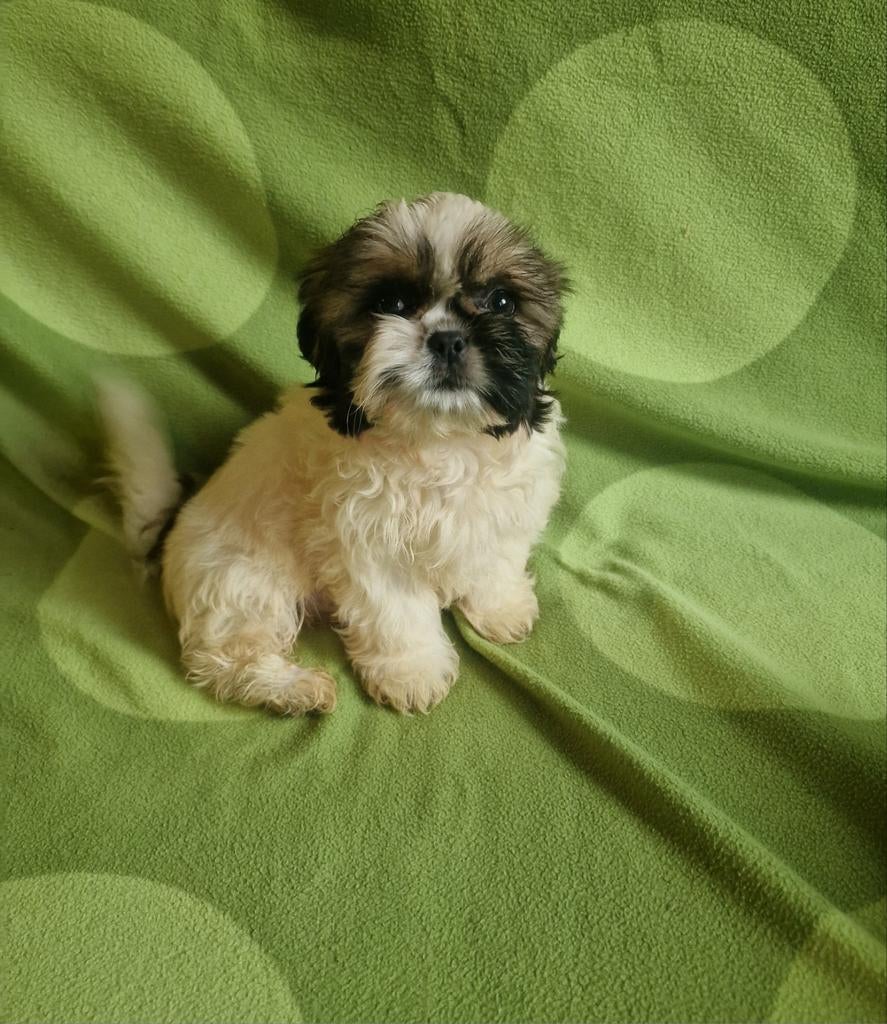 Shih tzu, Dieren en Toebehoren, Honden | Chihuahua's en Gezelschapshonden, Parvo, 8 tot 15 weken, Meerdere, Nederland