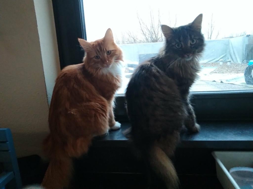 Noorse boskat broertjes, Kater, Ontwormd, 0 tot 2 jaar