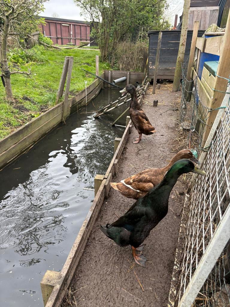Broedeieren van loopeend, Dieren en Toebehoren, Pluimvee, Geslacht onbekend, Eend
