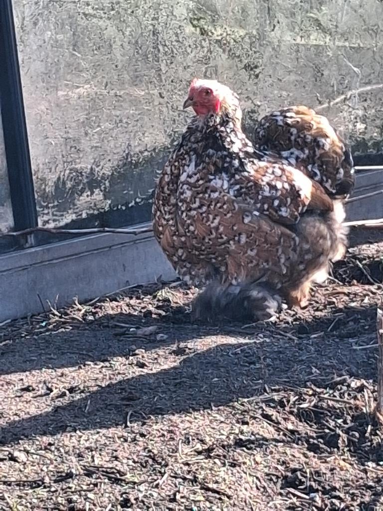 Cochin kriel, Dieren en Toebehoren, Vrouwelijk, Kip