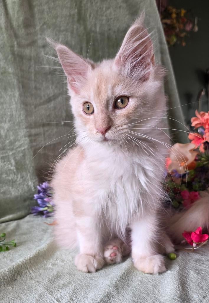 Maine coon kitten Creme Smoke, Kater