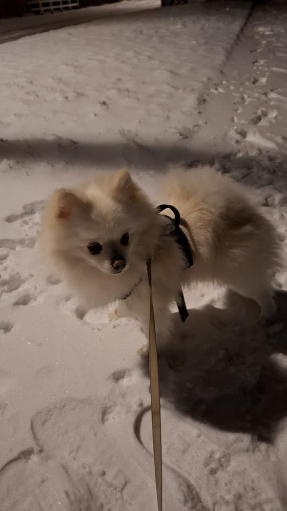 pomeriaan  kruising  maltezer, 1 tot 2 jaar, Parvo, Eén hond, Nederland