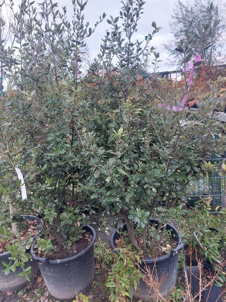 De steeneik (Quercus ilex), Ophalen, Halfschaduw, Overige soorten, Lente