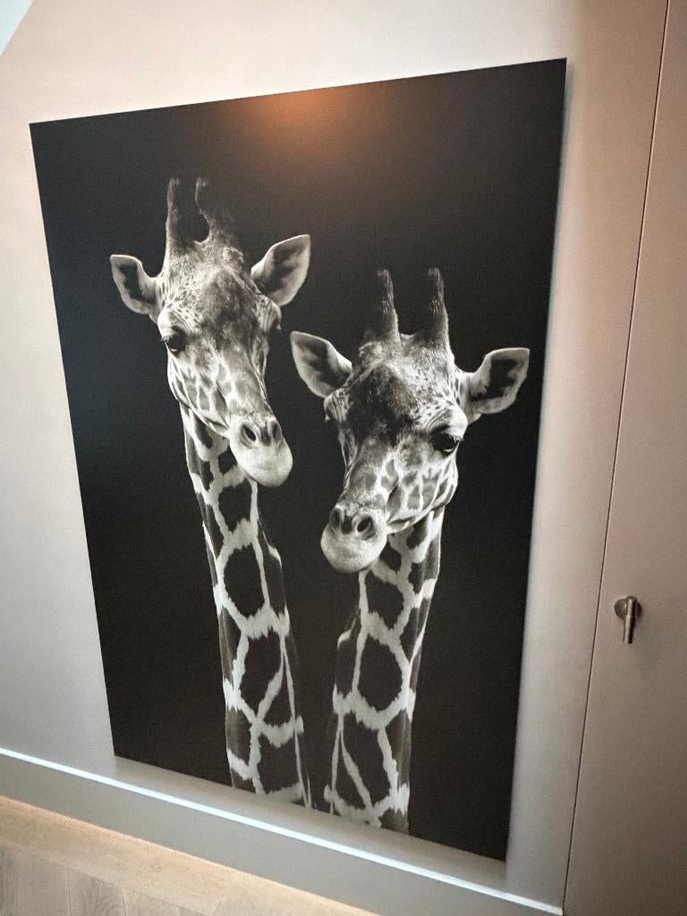Schilderij dibond giraffe 120 x 180, Antiek en Kunst, Ophalen