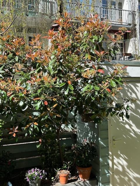 boompje, Tuin en Terras, Ophalen, Halfschaduw, Overige soorten, Lente