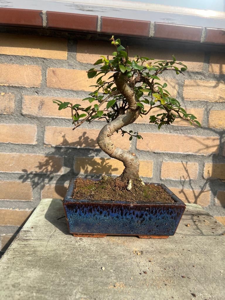 bonsai, Bloeit niet, Overige soorten, Minder dan 100 cm, Ophalen