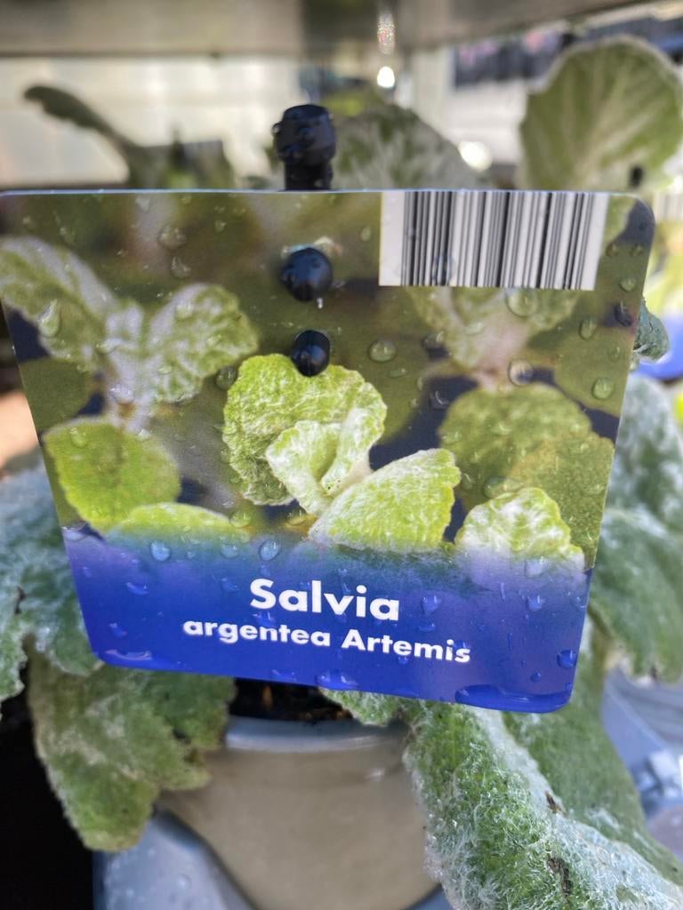 Salvia argentea Artemis - Zilverbladige Salie, Volle zon, Vaste plant, Zomer, Ophalen