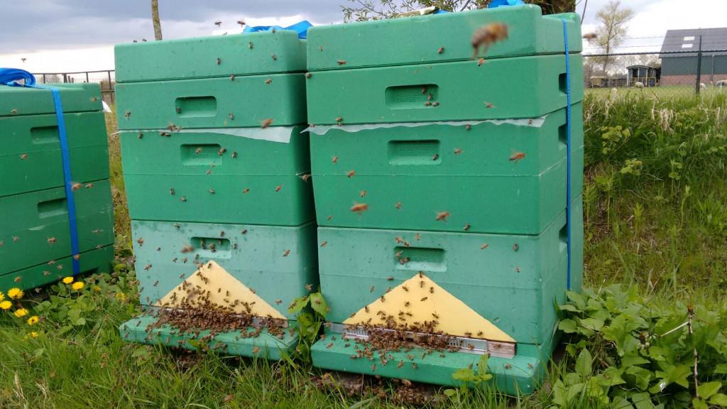 Carnica bijenvolken F1, Dieren en Toebehoren, Bijen