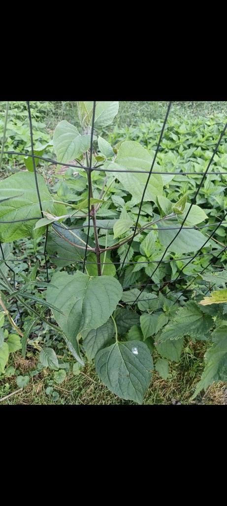 Pindakaasboom Clerodendrum trichotomum, Ophalen, Overige soorten, Volle zon