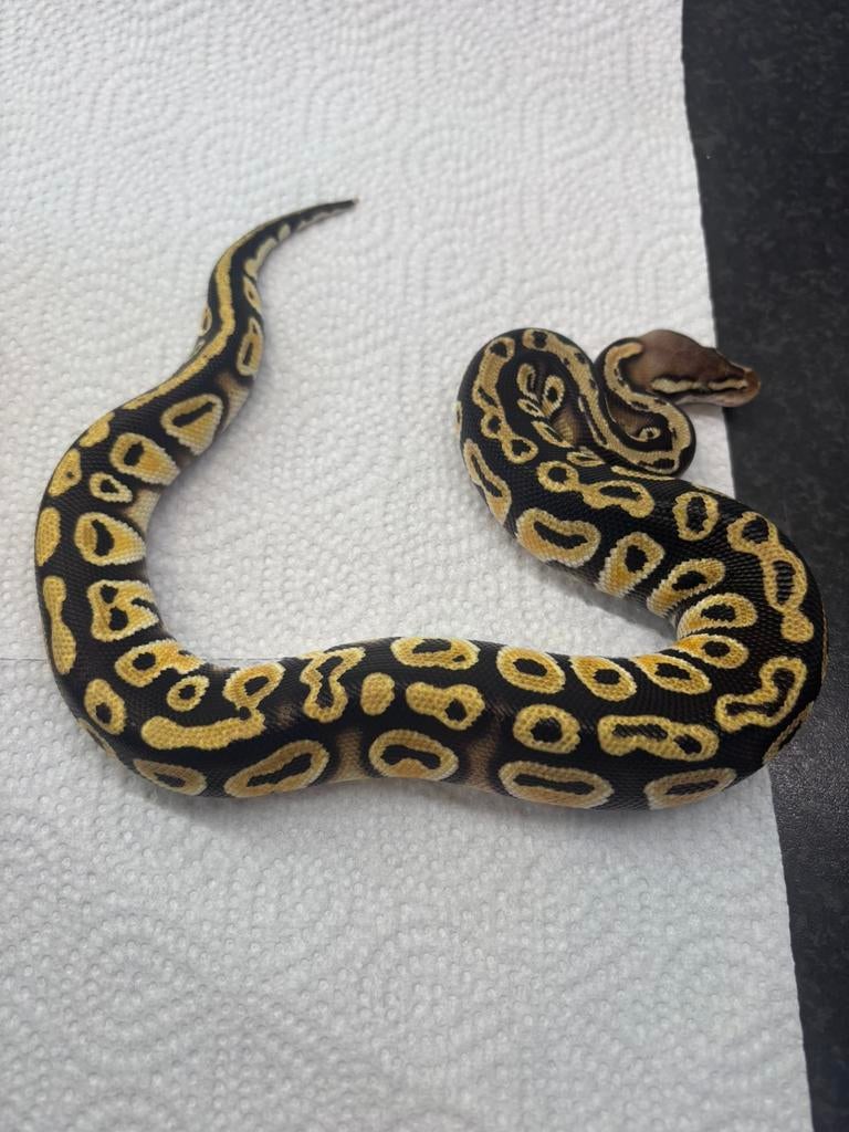 Koningspython man Ball Python - male for sale from pvdr