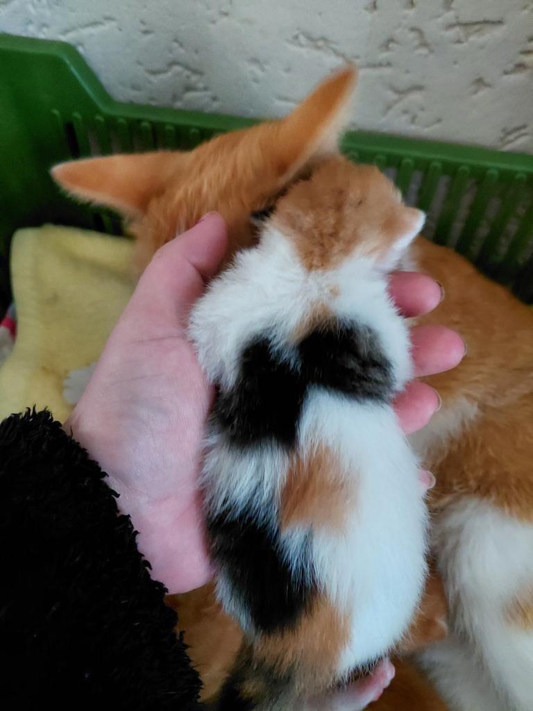 Allemaal gereserveerd!., Dieren en Toebehoren, Katten en Kittens | Overige Katten, Meerdere dieren, 0 tot 2 jaar