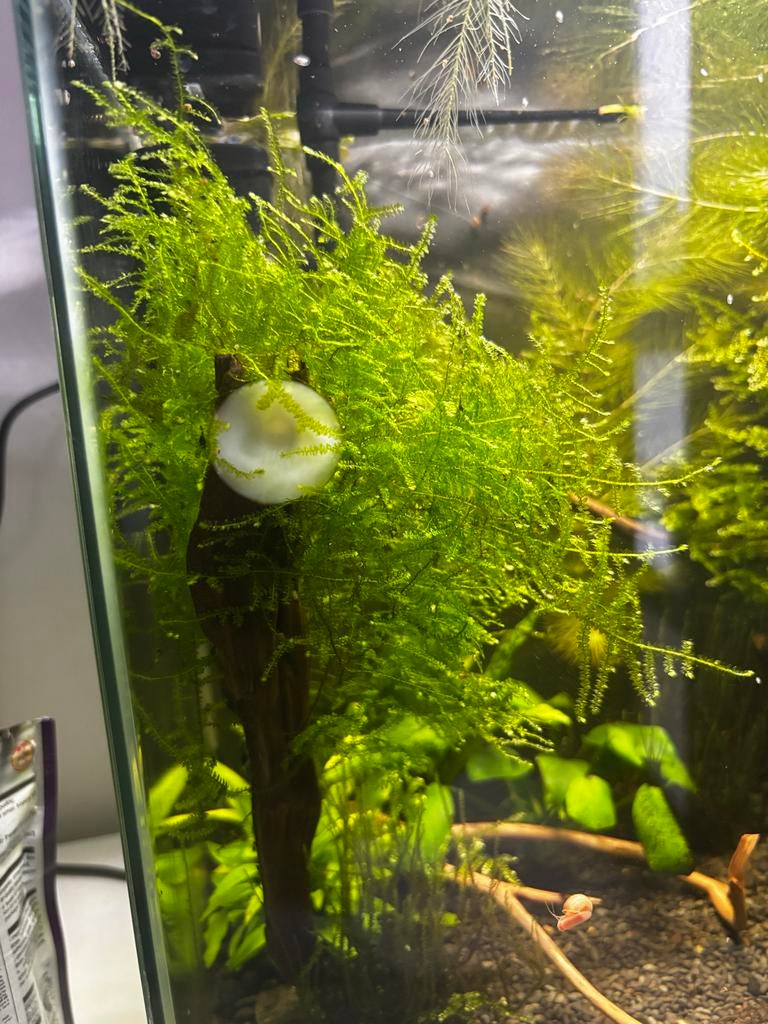 Javamos, Ophalen, Plant(en), Steen of Hout