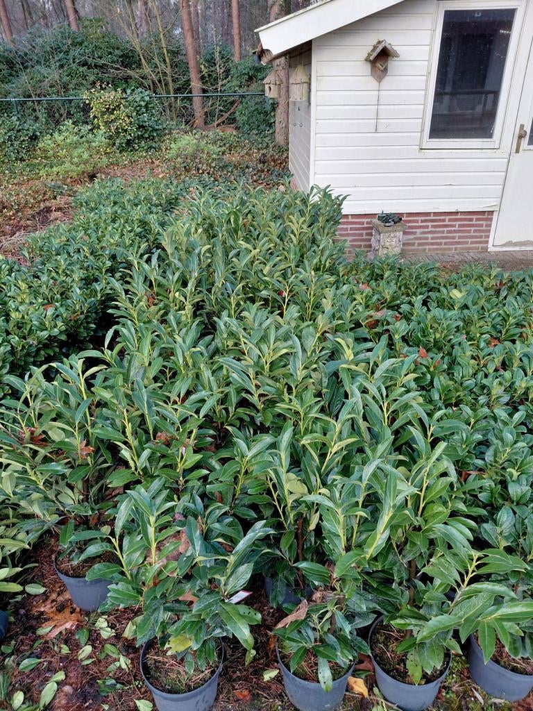 Laurier Elly 40 stuks, Ophalen, Vaste plant, Overige soorten, Halfschaduw