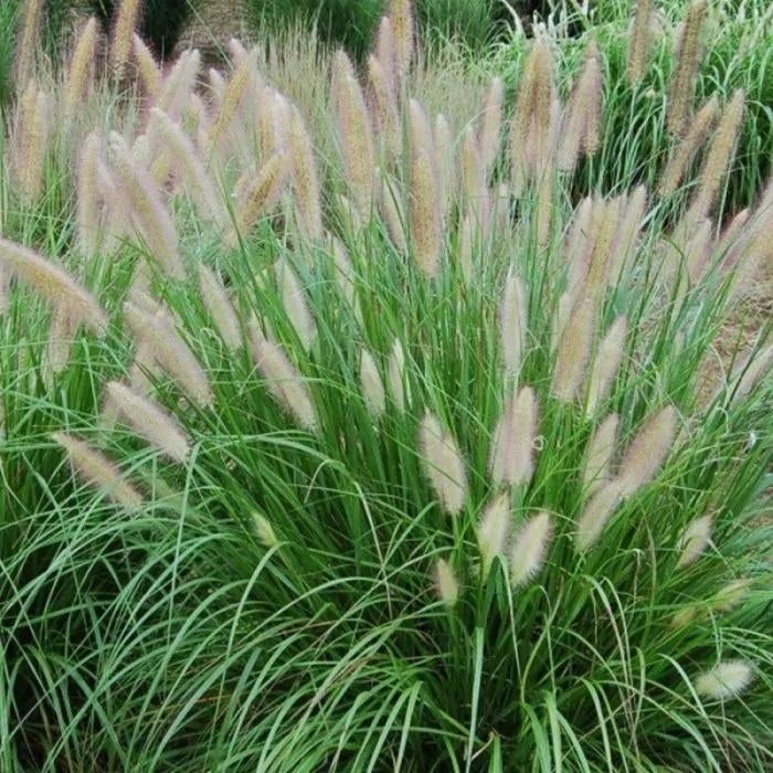 Lampepoetsergras, Pennisetum siergras vaste plant, Tuin en Terras, Planten | Tuinplanten, Vaste plant, Siergrassen, Ophalen of Verzenden