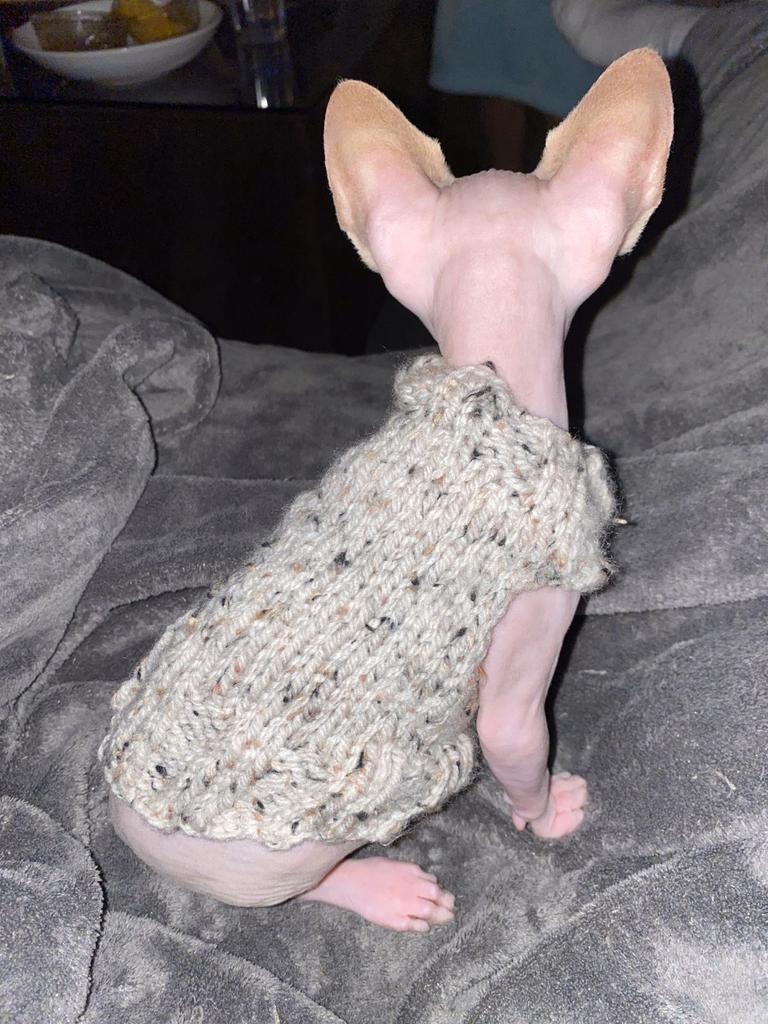 Handmade Kattentrui Kitten Jong katje Sphynx Rex Kat Korthaa, Dieren en Toebehoren, Ophalen of Verzenden, Nieuw