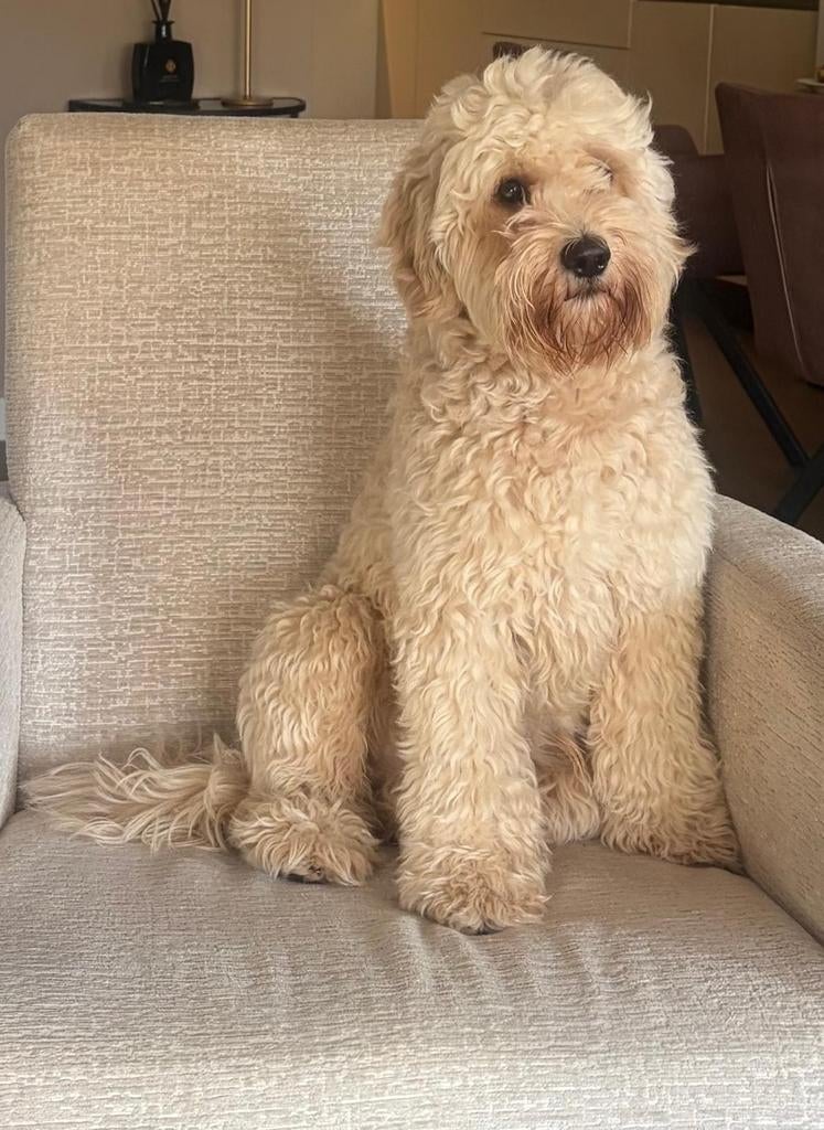 Dekreu pure AL  labradoodle  40 cm mini, Reu, 1 tot 2 jaar, Parvo, Eén hond