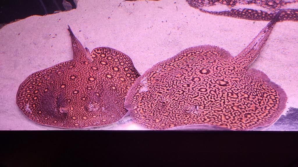 Tekoop potamotrygon mini marble motoro kweek trio, Vis