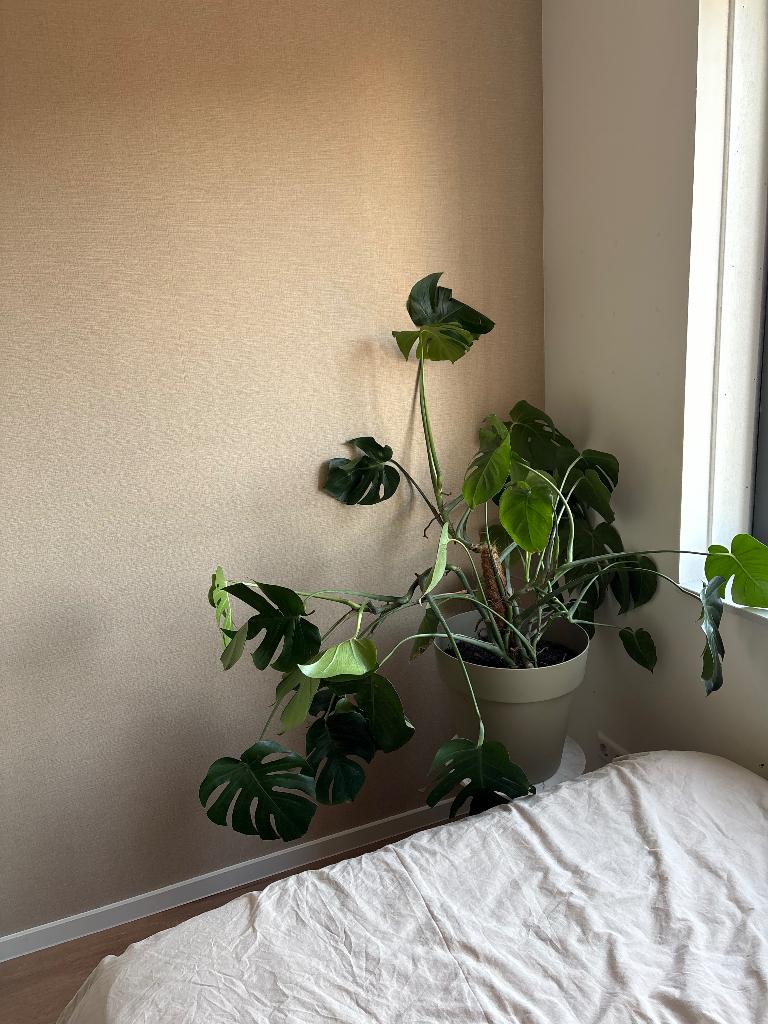 Monstera, Huis en Inrichting, Kamerplanten, Ophalen, In pot, Halfschaduw, Minder dan 100 cm