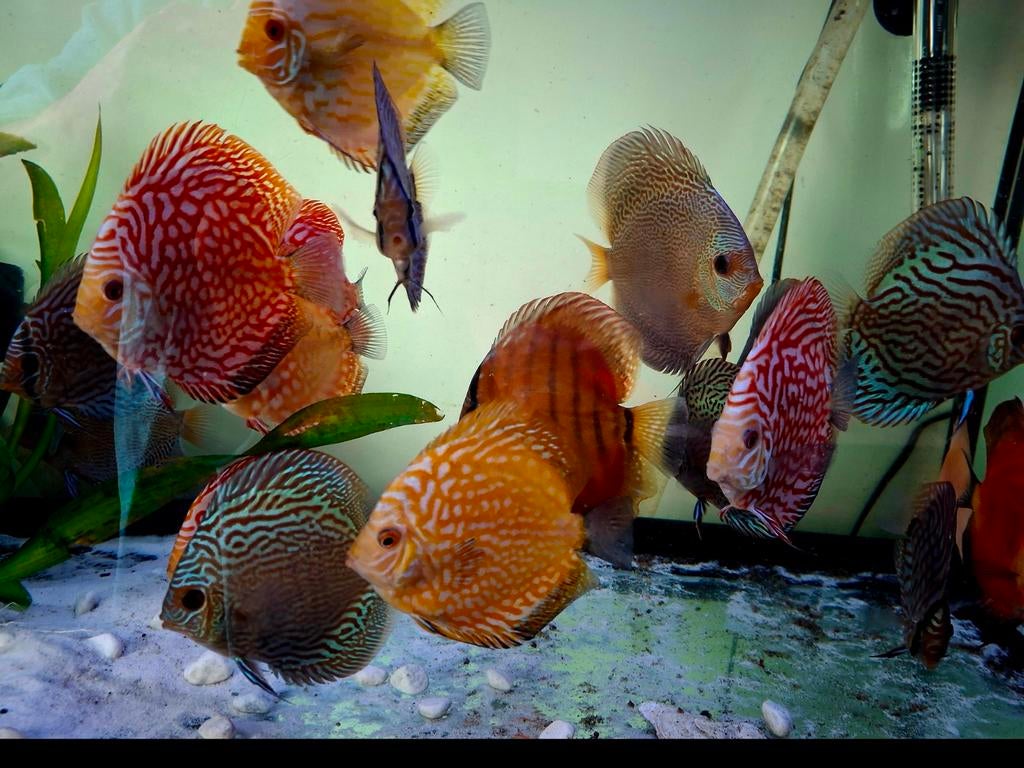 Discus vissen 35 stuks., Dieren en Toebehoren, Vis