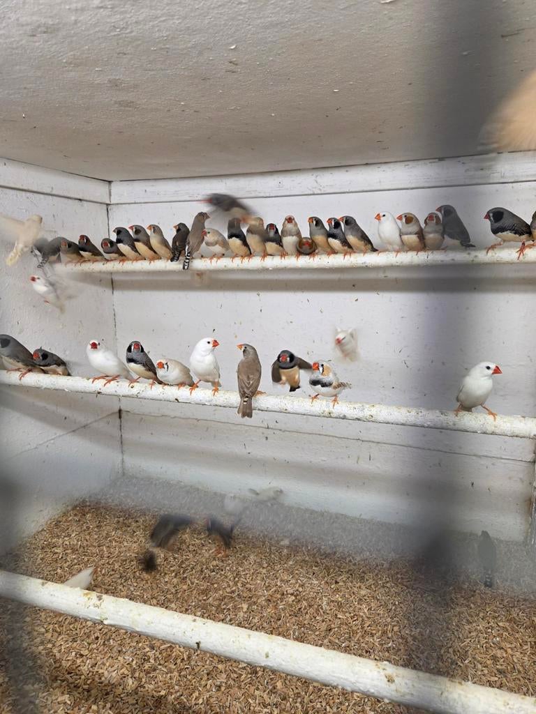 Gekleurde zebravinken, Meerdere dieren