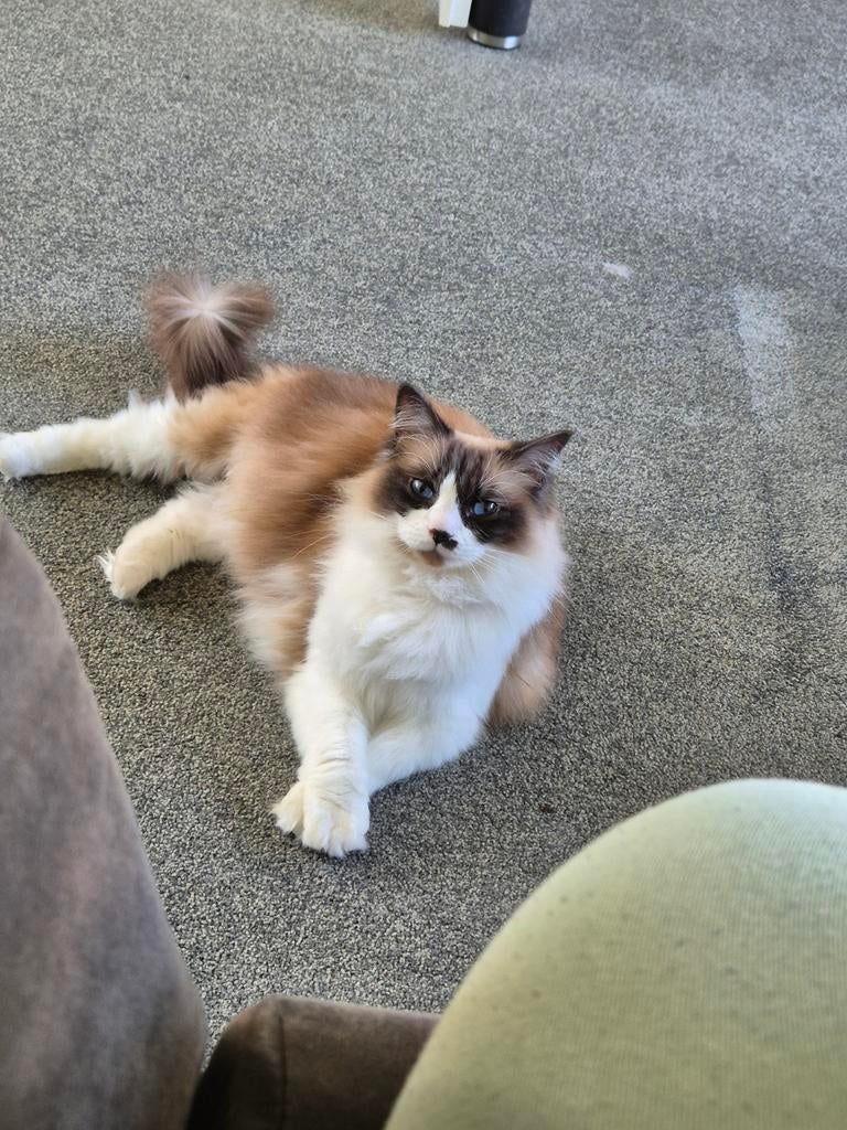 Ragdoll zoekt nieuw huisje, Dieren en Toebehoren, Katten en Kittens | Raskatten | Langhaar, Poes