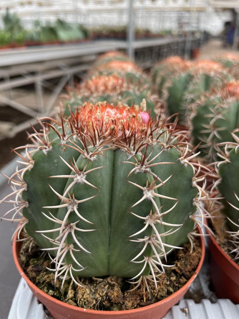 Cactus Melocactus Mantazanus in de 10,5 cm pot, Ophalen of Verzenden, Minder dan 100 cm, Bloeiende kamerplant, Volle zon