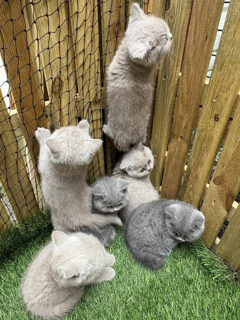 1 poesje (blauwe) en 1 katertje Brits Korthaar – super lief, Dieren en Toebehoren, Meerdere dieren, Ontwormd