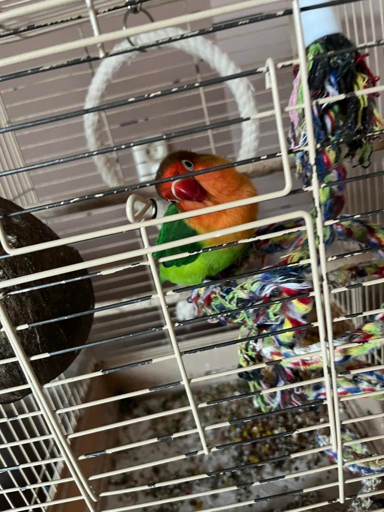 Agaponis met kooi, eten en ect, Mannelijk, Dwergpapegaai of Agapornis, Pratend