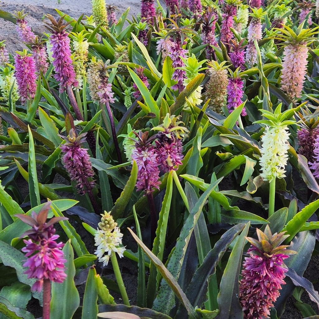 Eucomis Ananasplant kuiflelie, Ophalen of Verzenden, Voorjaar, Volle zon, Bloembol