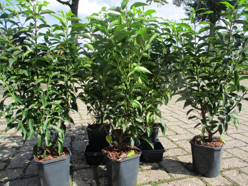 Portugese Laurier, van 30/40cm tot 2m.hoog, eigen kwekerij, Ophalen, Laurier, Haag, 100 tot 250 cm