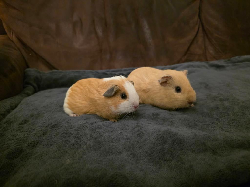 jonge (california) cavia's creme en wit, mogen verhuizen, Dieren en Toebehoren, Cavia, Januari, Meerdere dieren, Tam
