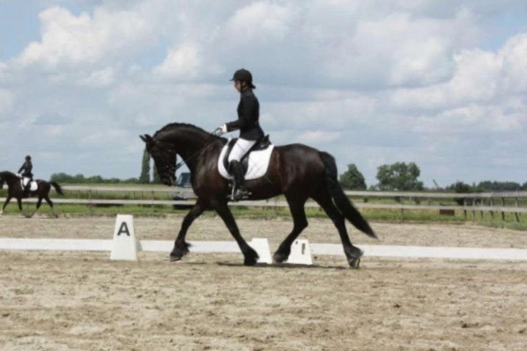 Betrouwbare bijrijder, ervaring t/m Z1 en met jonge paarden, Ophalen, Nieuw