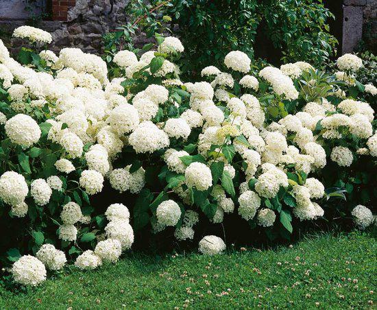 Hydrangea arb. Annebelle - Hortensia - Annabelle, Tuin en Terras, Vaste plant, Halfschaduw, Zomer, Ophalen