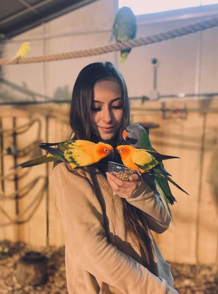 aratinga,s va €69, Dieren en Toebehoren, Vogels | Parkieten en Papegaaien, Meerdere dieren, Papegaai, Pratend