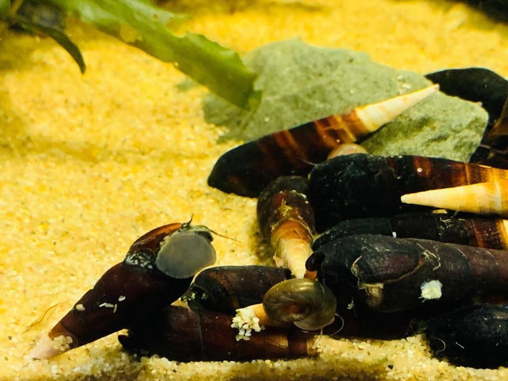 Blue Faunus Rabbit Sulawesi slak - Blauwe konijnen slak, Dieren en Toebehoren, Slak of Weekdier