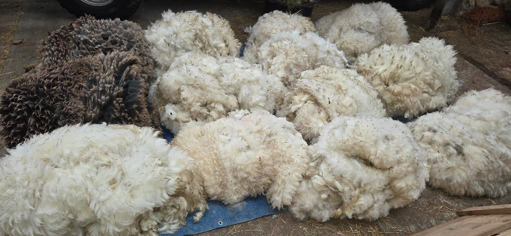 schapenwol, Hobby en Vrije tijd, Ophalen of Verzenden, Overige typen, Wolvilt