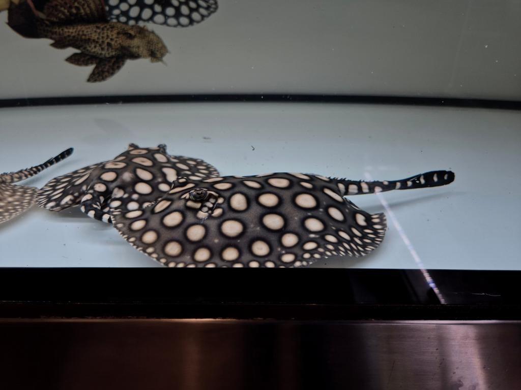 Potamotrygon Black diamond superwhite, Dieren en Toebehoren, Vissen | Aquariumvissen, Vis, Zoetwatervis