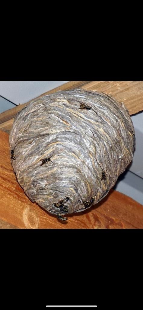 Wespennest hornaar hornaarnest verwijderen 55€, Tuin en Terras, Ophalen of Verzenden