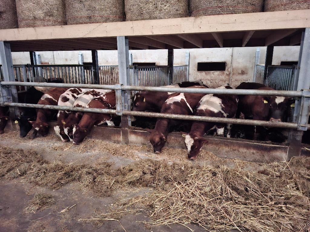 Te koop RB, Lakervelder,dekstieren en stieren voor de slacht, Dieren en Toebehoren, Runderen, Meerdere dieren, 0 tot 2 jaar