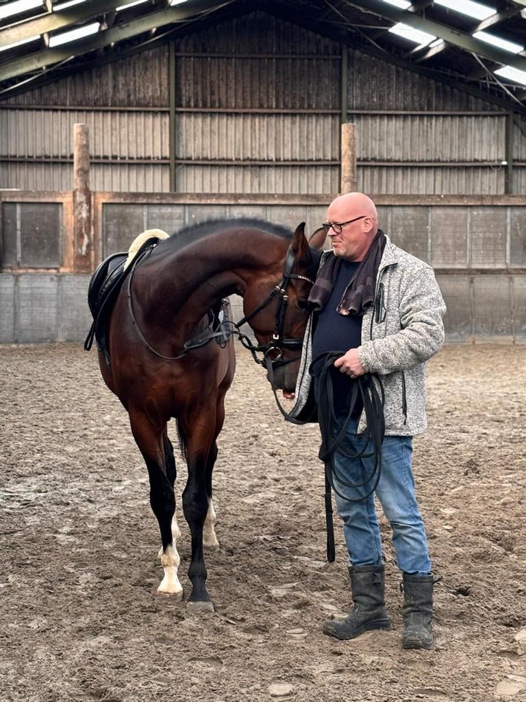 Dressuurpaard, Met stamboom, Ruin, Dressuurpaard, 170 tot 175 cm