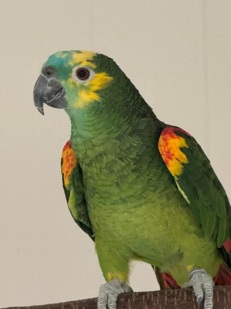 Blauwvoothoofd amazone man, Mannelijk, Papegaai, Tam