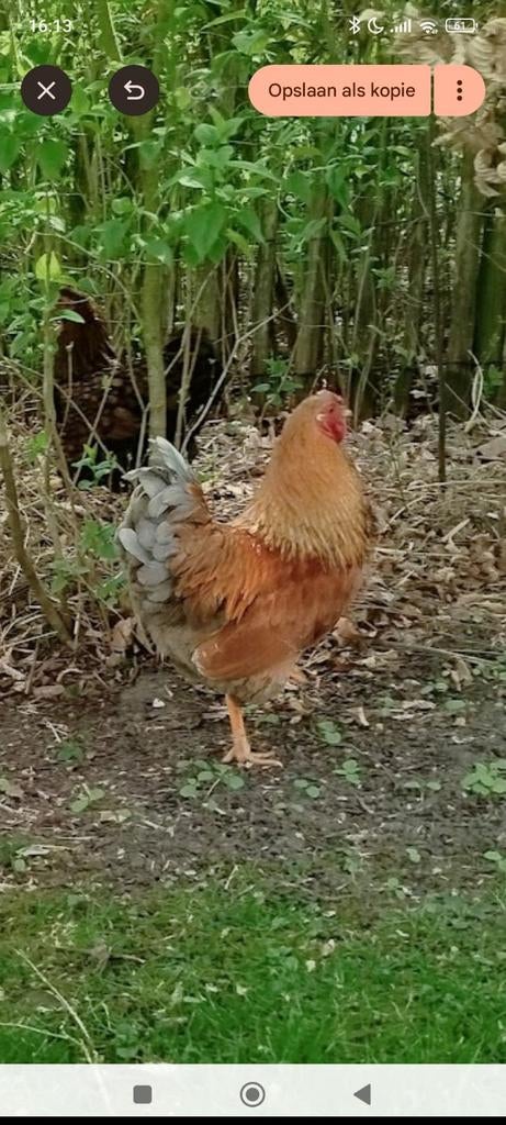 Mooie jonge haan, gratis afhalen. Is lief en rustig, Dieren en Toebehoren, Pluimvee, Mannelijk, Kip