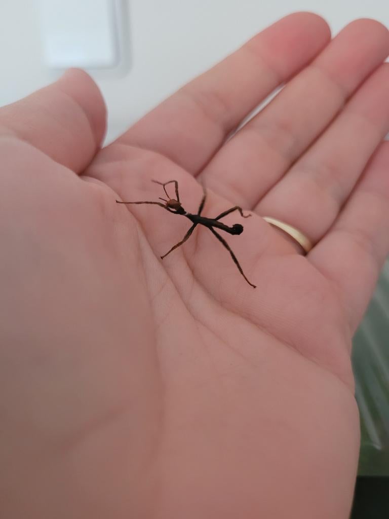 Jonge Flappentakken, Dieren en Toebehoren, Insecten en Spinnen, Wandelende tak