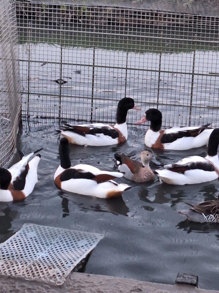 Siereenden watervogels Eu. bergeenden, Meerdere dieren