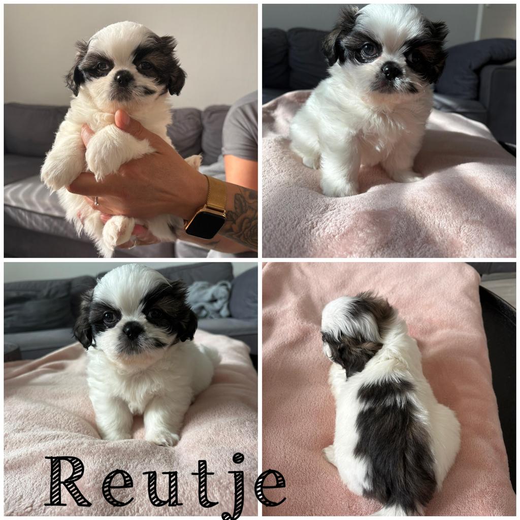 Boomer/Pekingees, Overige rassen, Meerdere, Meerdere dieren, Nederland