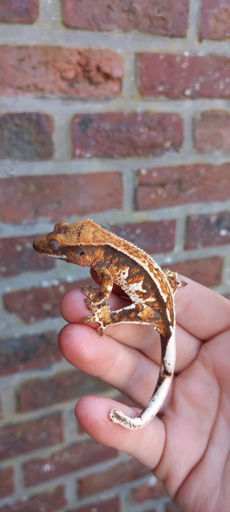 Witte Tricolor Emptyback wimpergekko baby Crested Gecko - female for sale from TCM_Reptiless